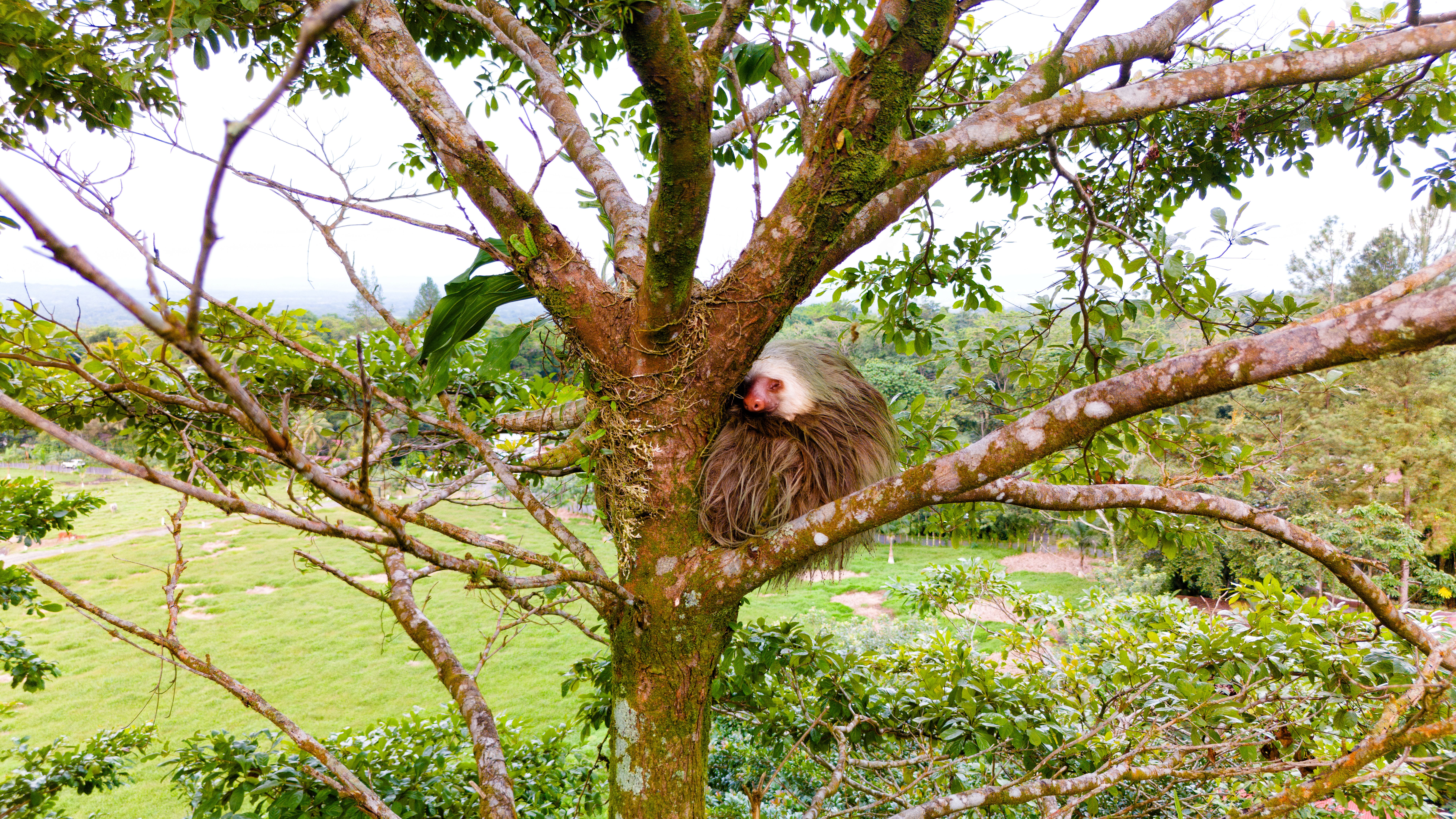Costa rica sloth