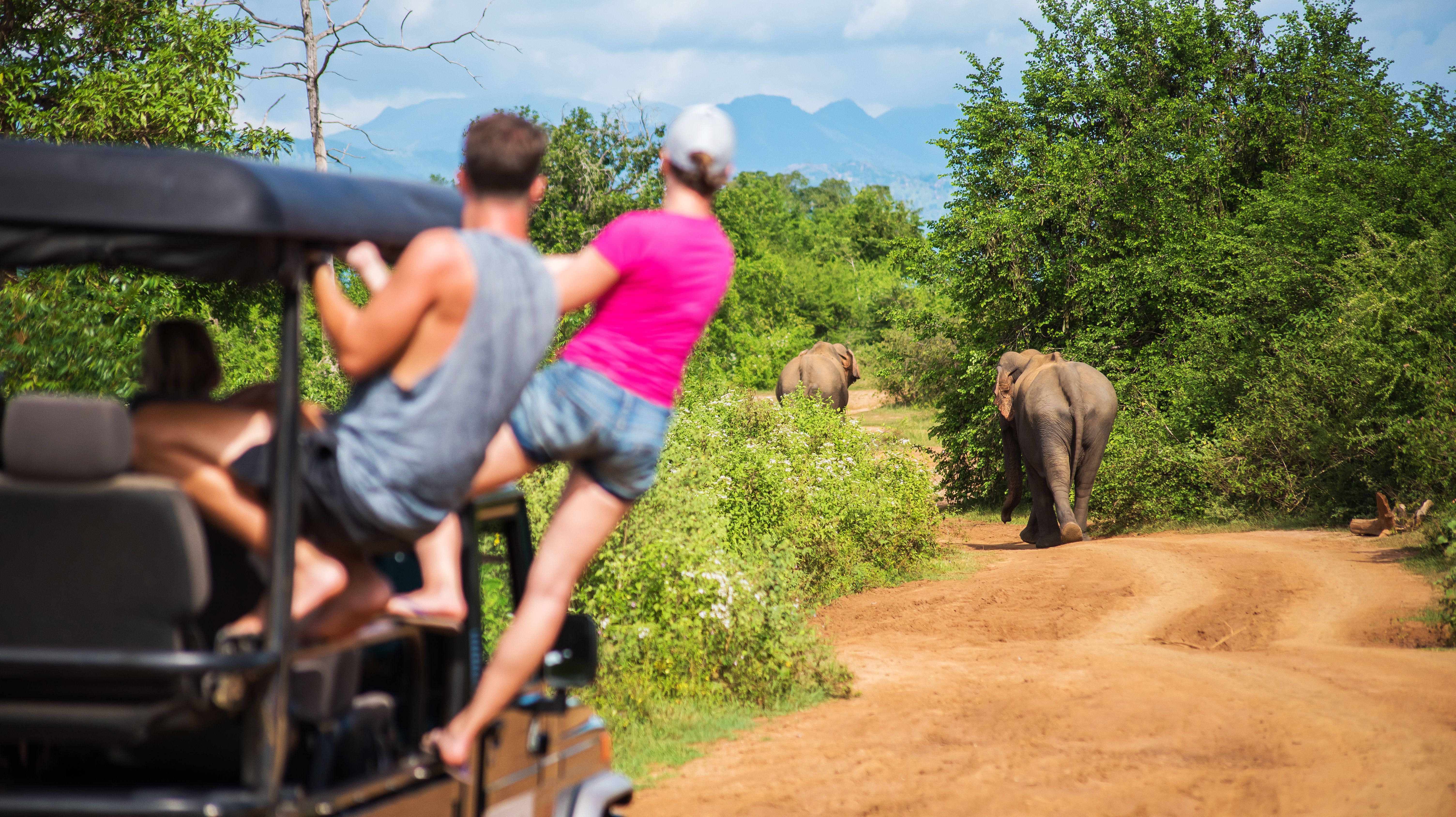 Group watching elephants during a safari