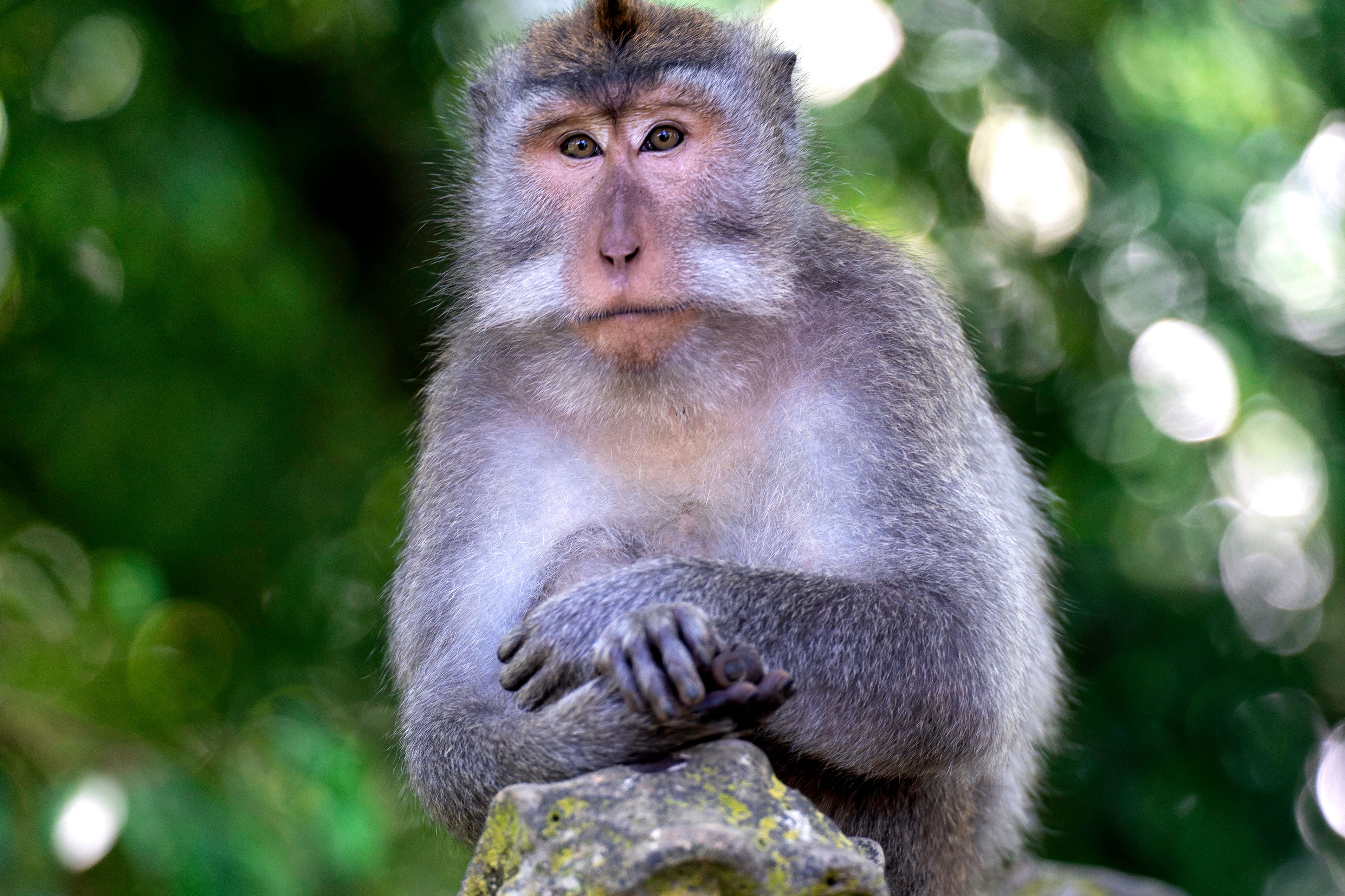INTRO Travel Bali Intro Group Tours Ubud Monkey Forest