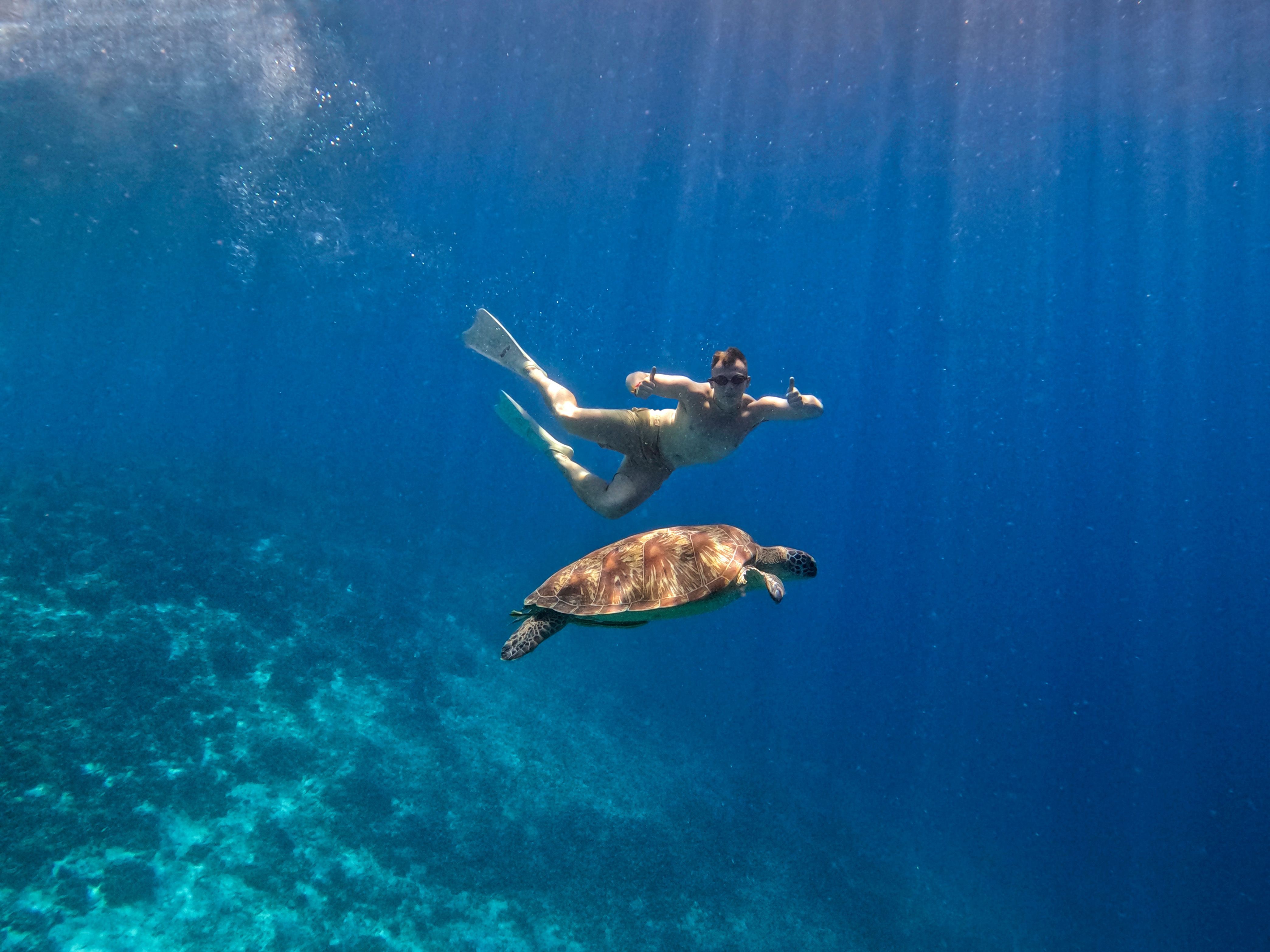 Bali snorkelling with turtles
