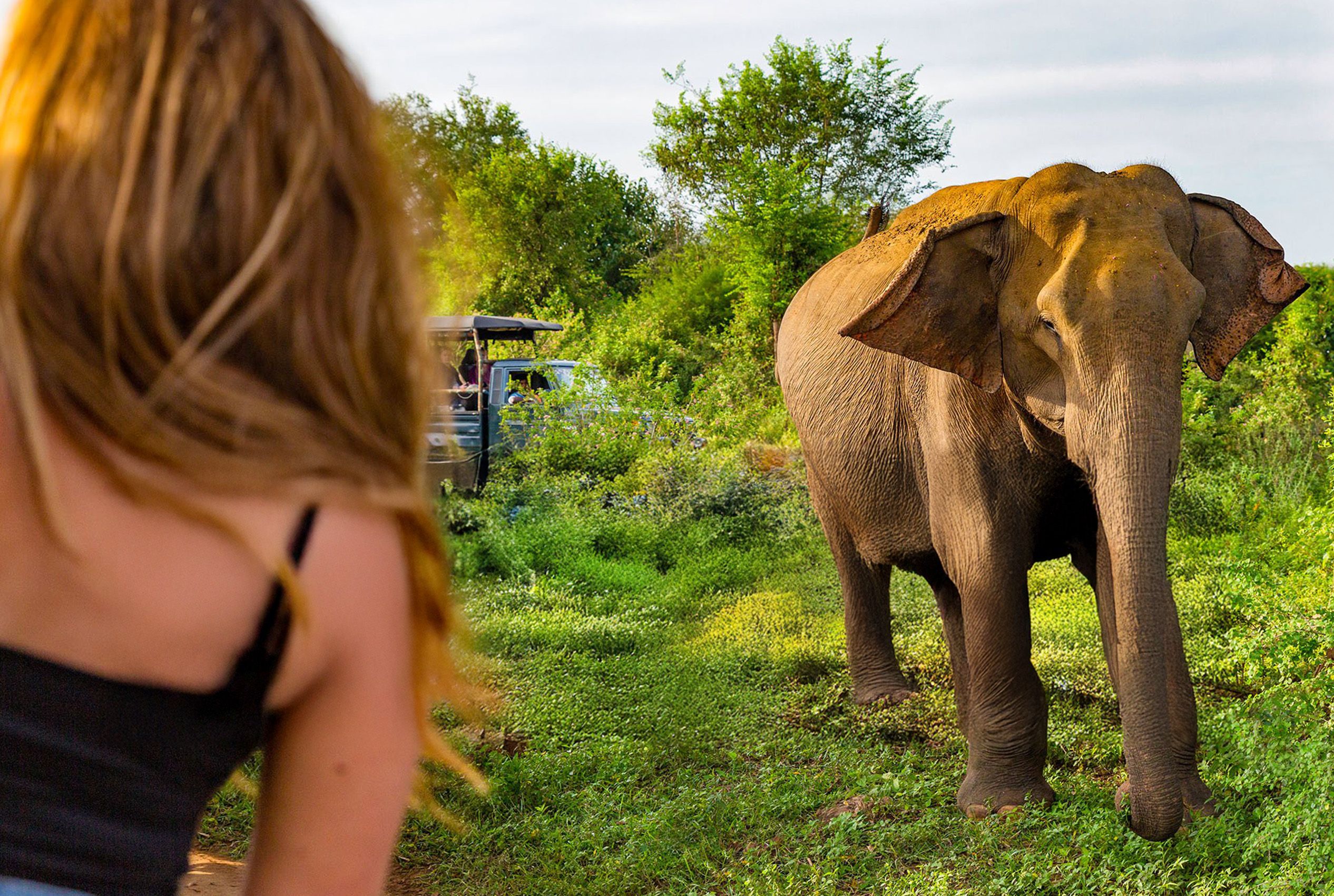 Elephant Sanctuary in Sri Lanka
