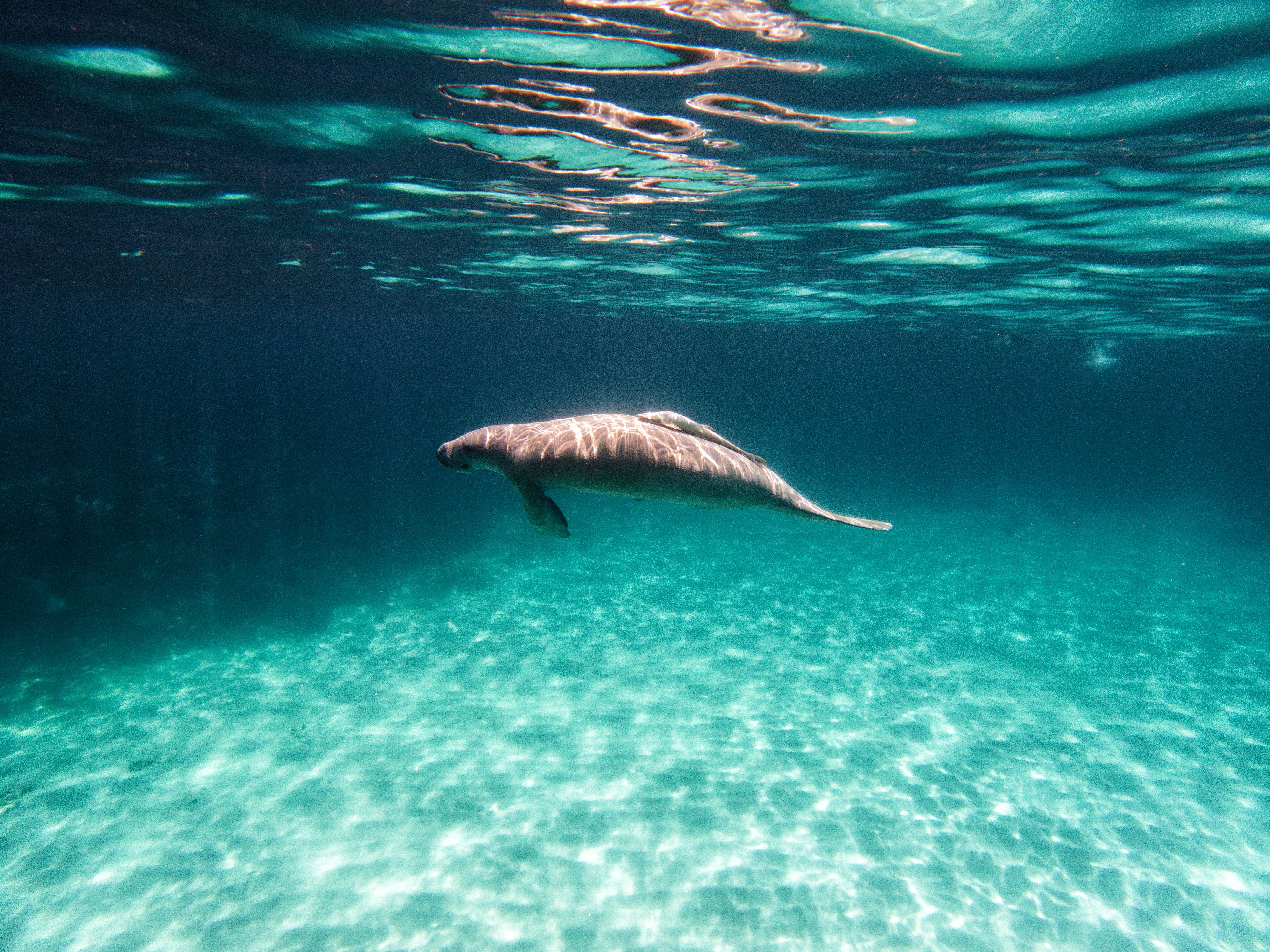 Manatee underwater in Belize