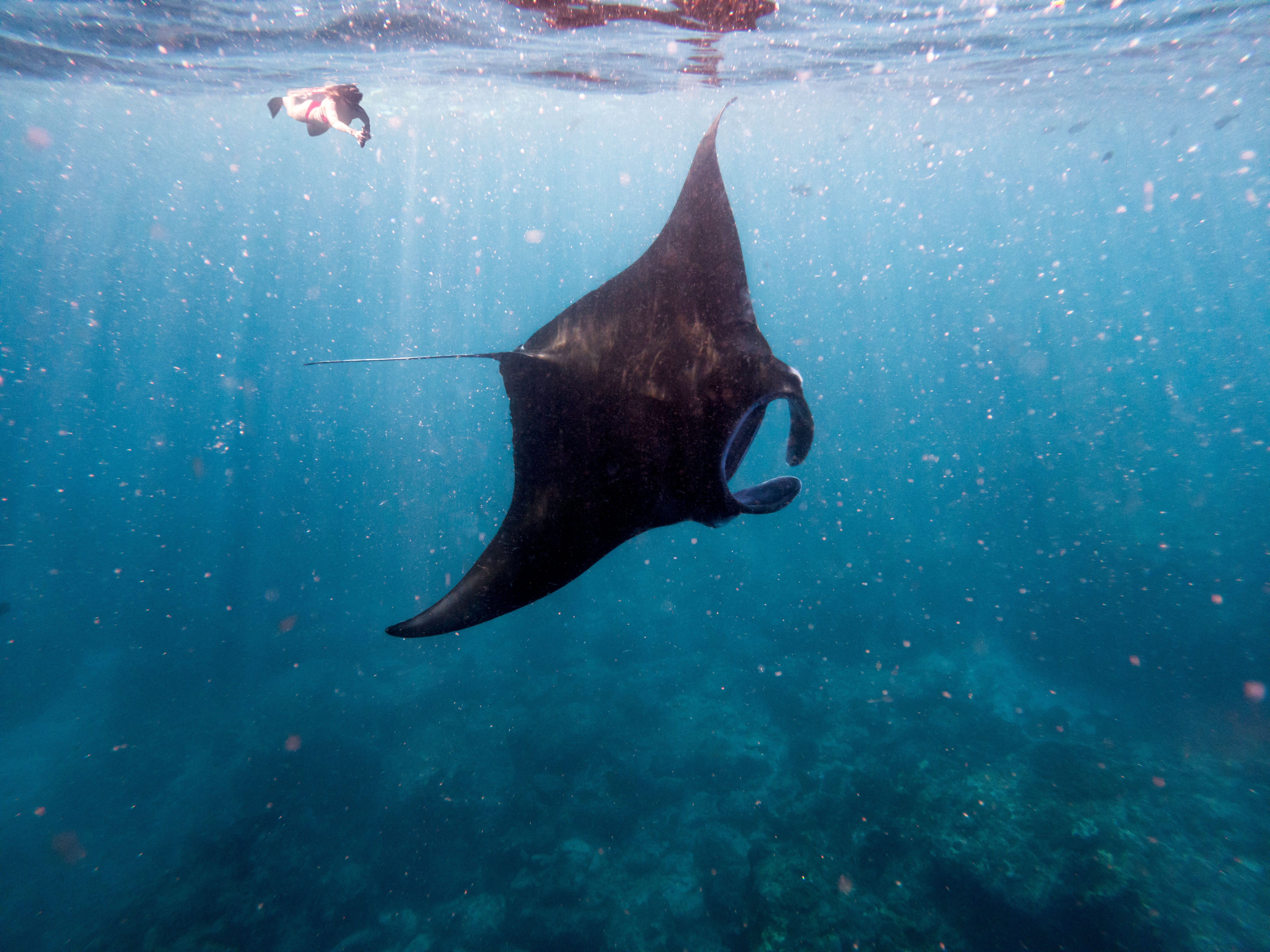 Manta Ray