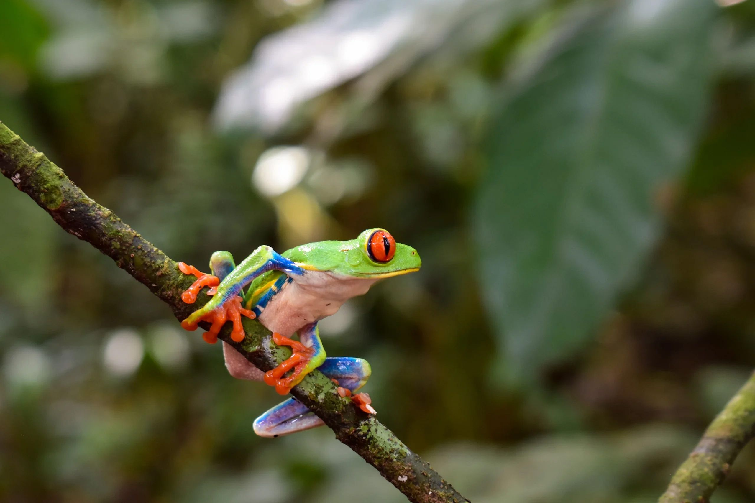 Costa rica frog