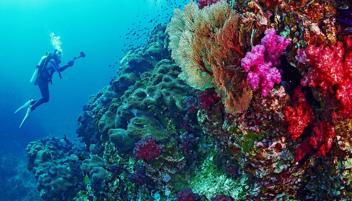 Thailand diving reef