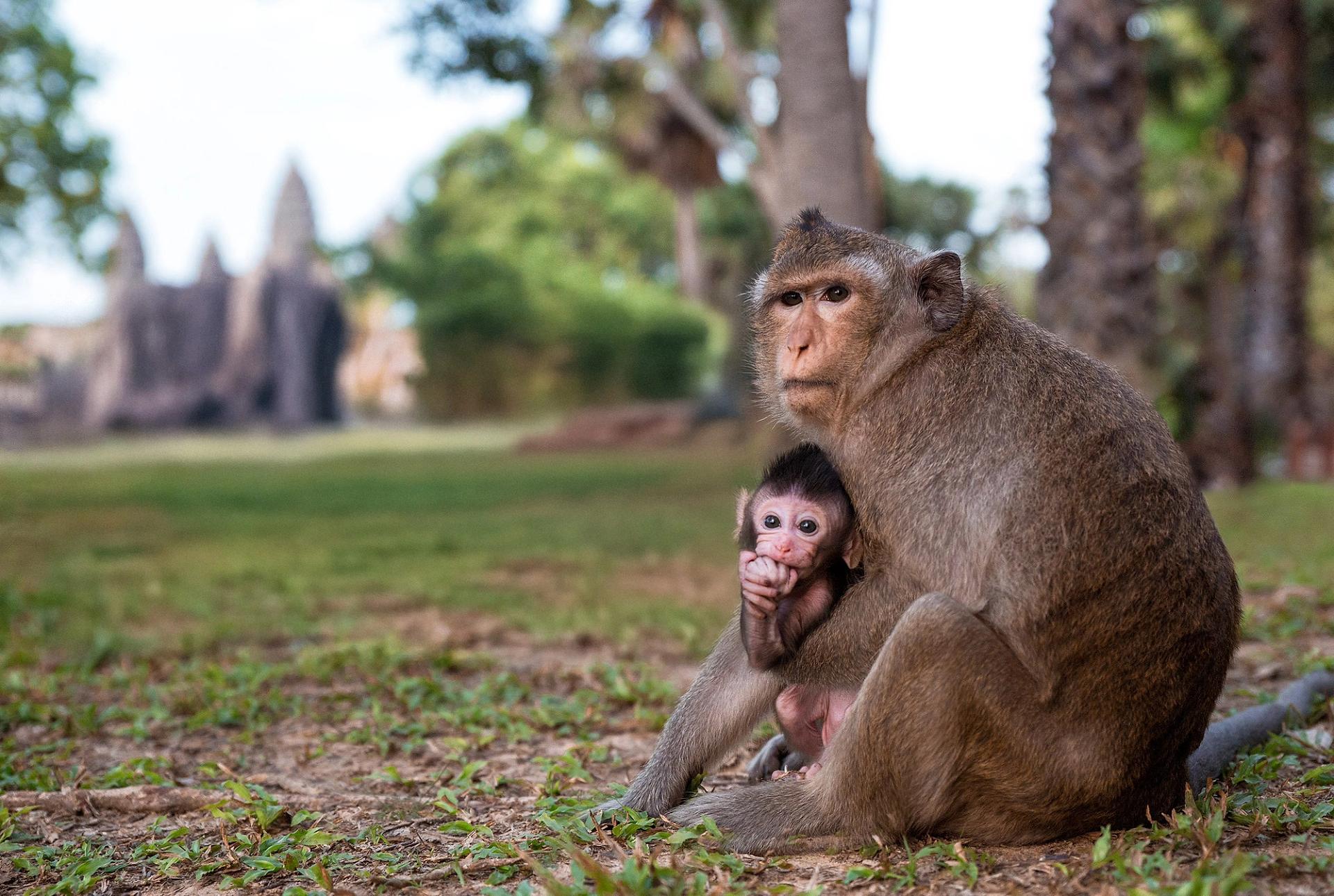 Wildlife In Cambodia INTRO Travel wildlife-in-cambodia-intro-travel
