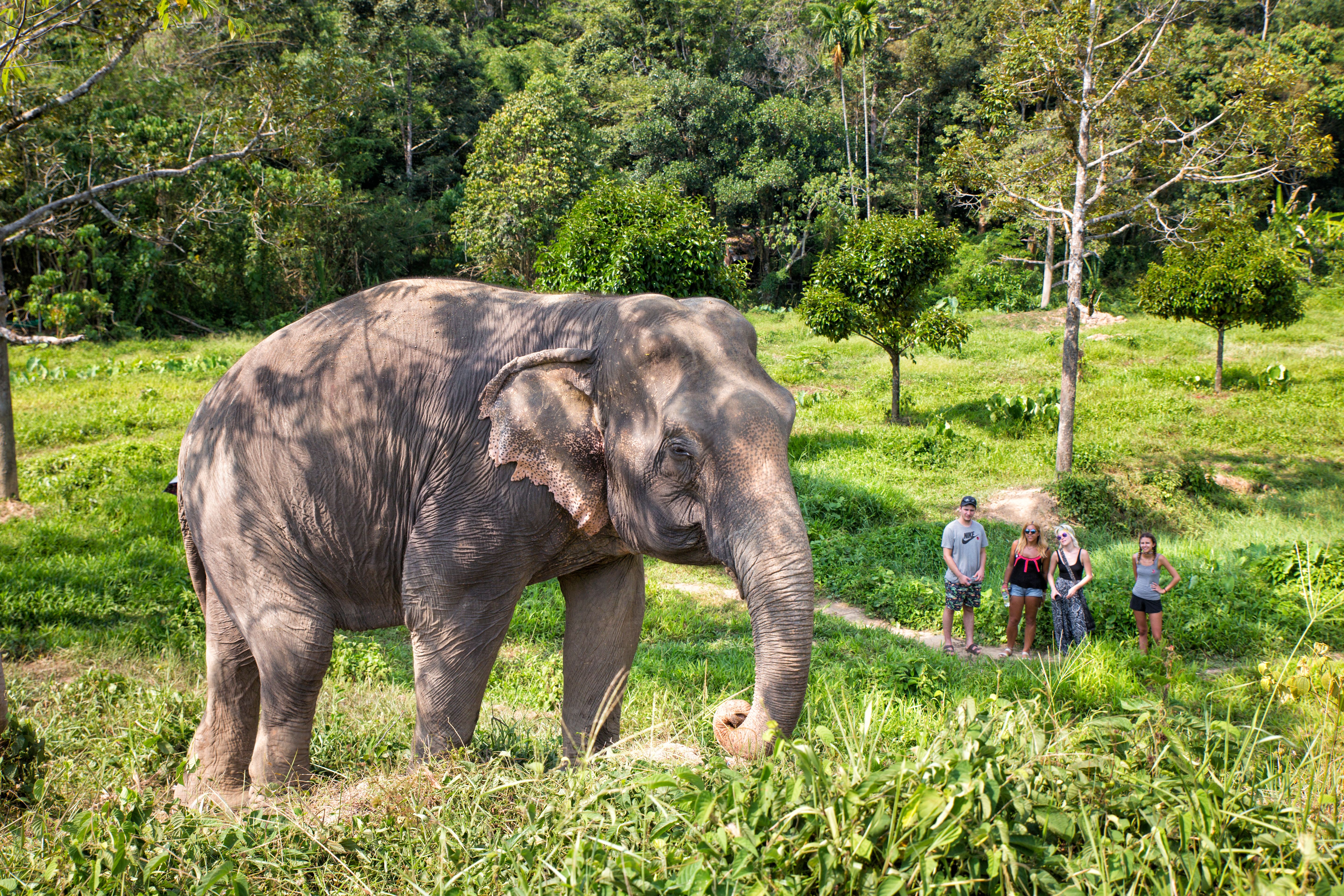 Thailand elephants 
