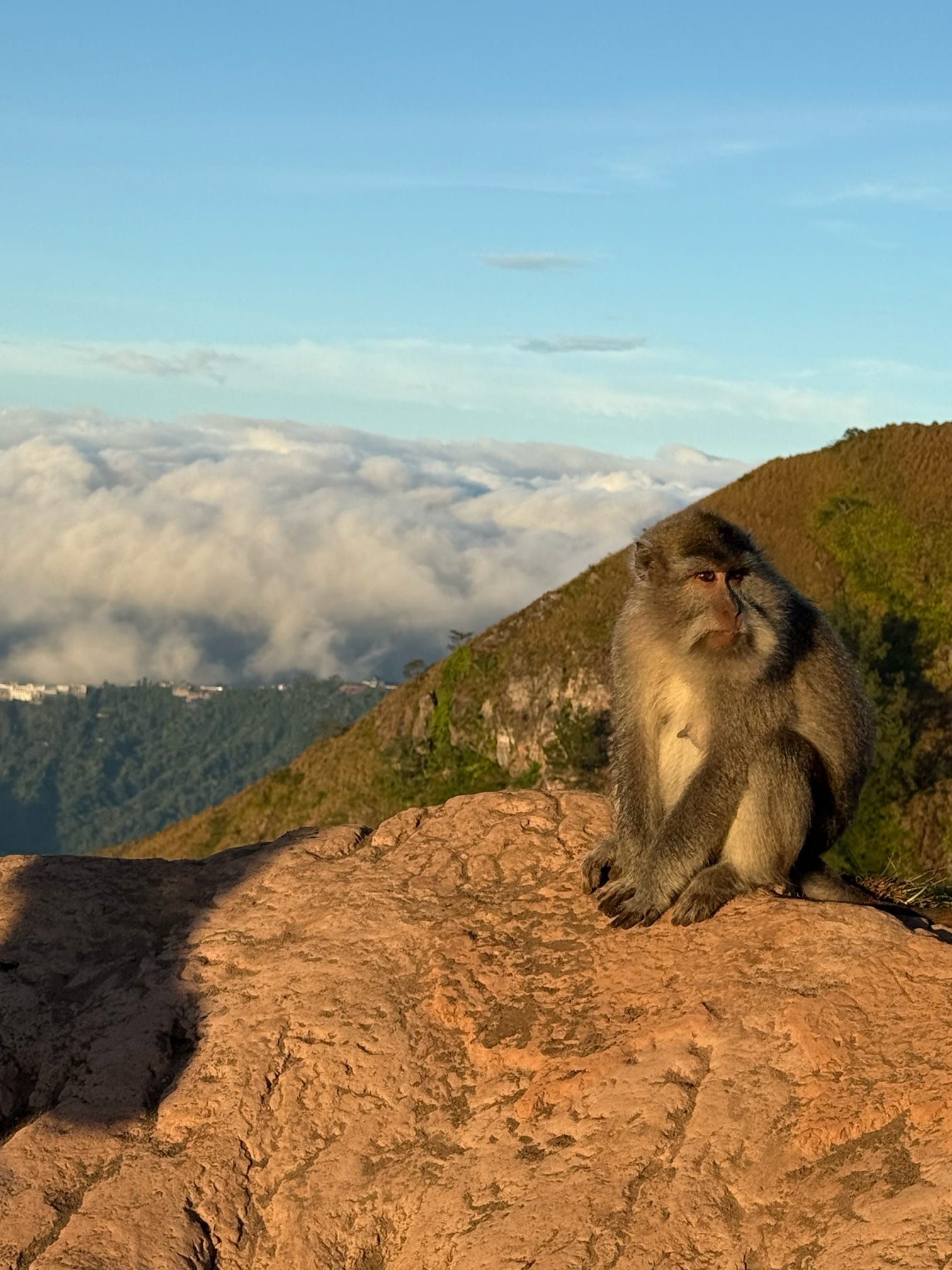 Bali mt batur monkey