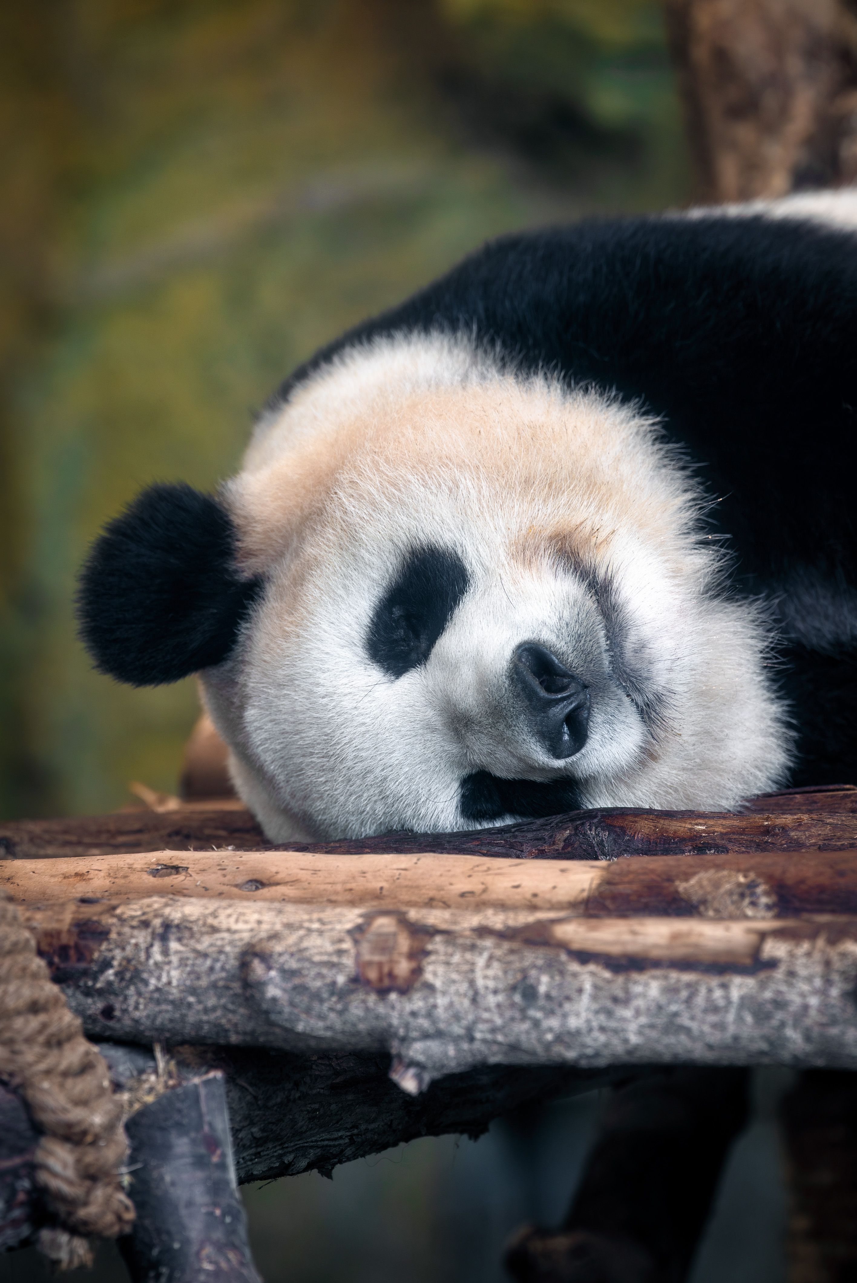 China panda
