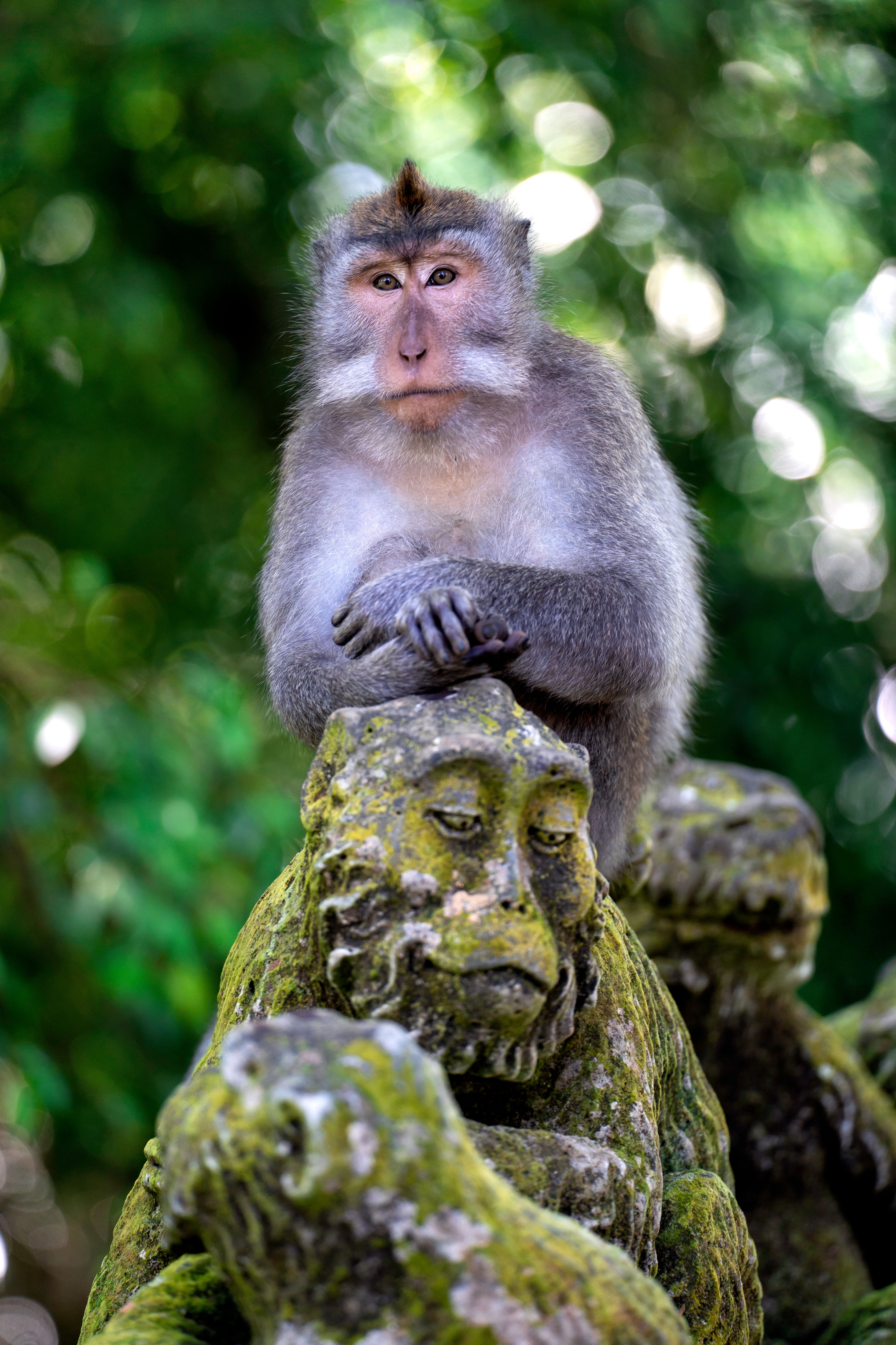 Bali canggu monkey