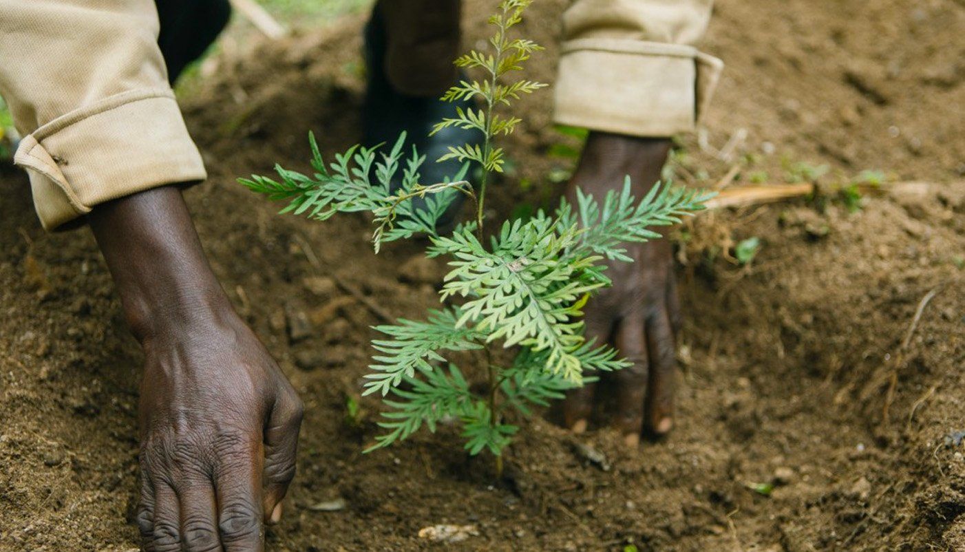 Basket weaving in Balinese forest