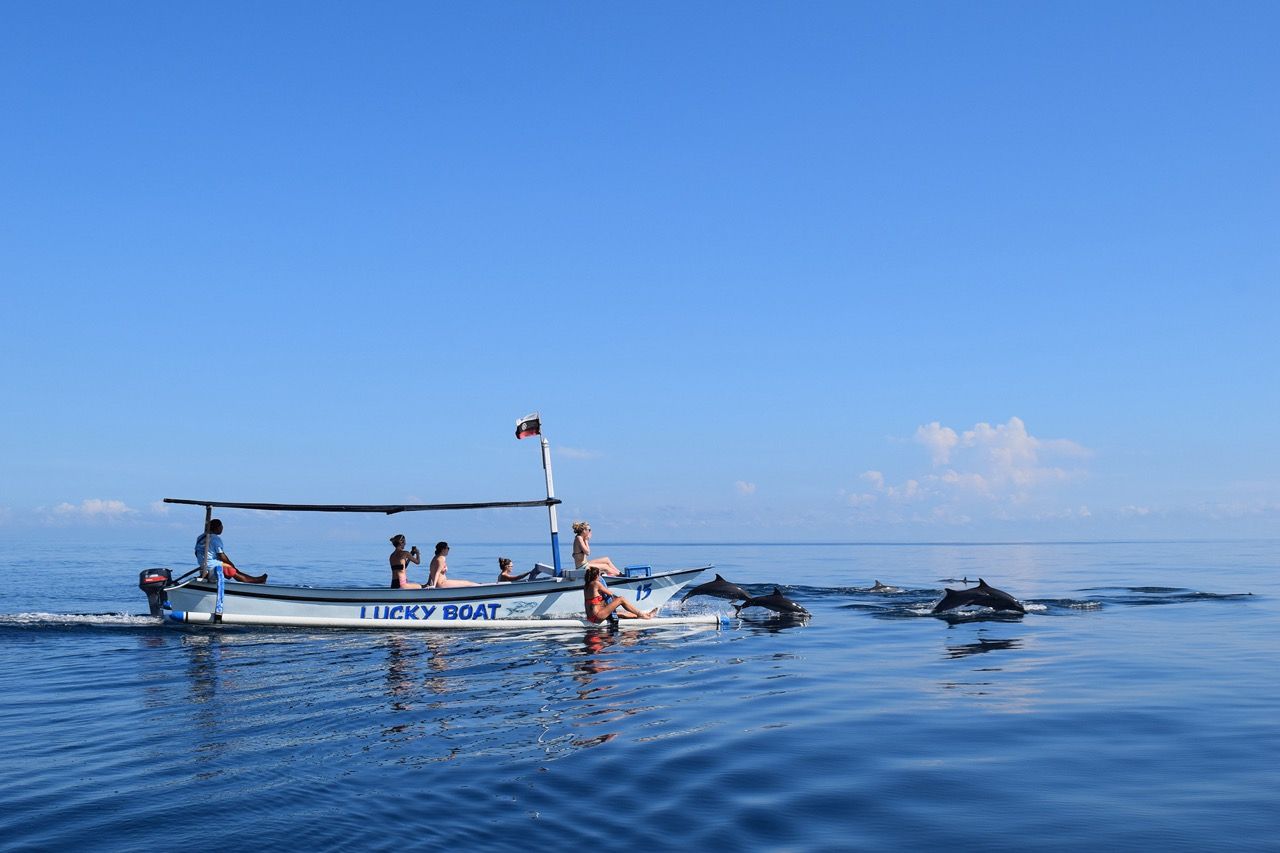 INTRO Travel Bali Intro Group Tours Dolphins Lovina