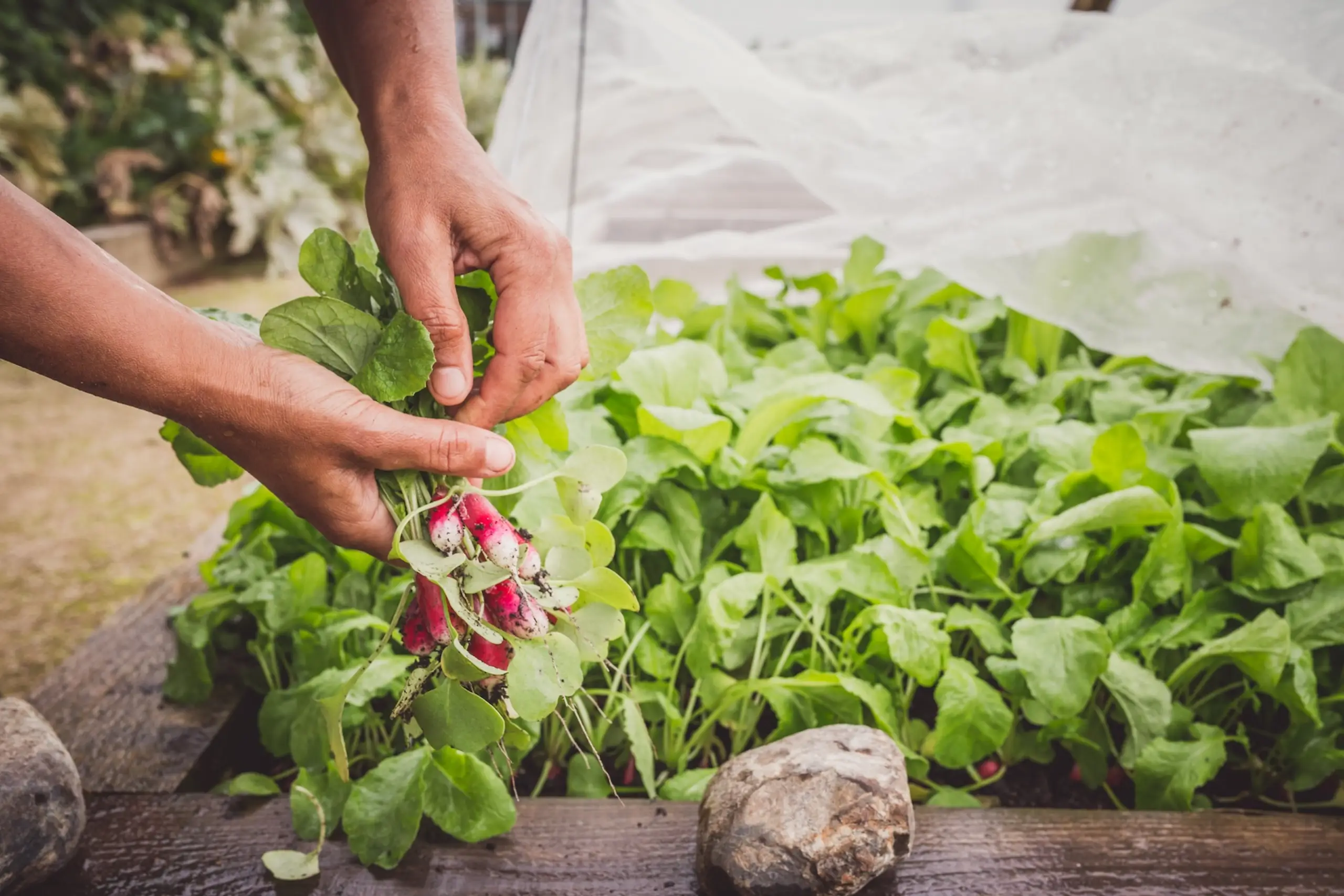 Freshly harvested radishes being picked from the kitchen garden at Moor Hall.
