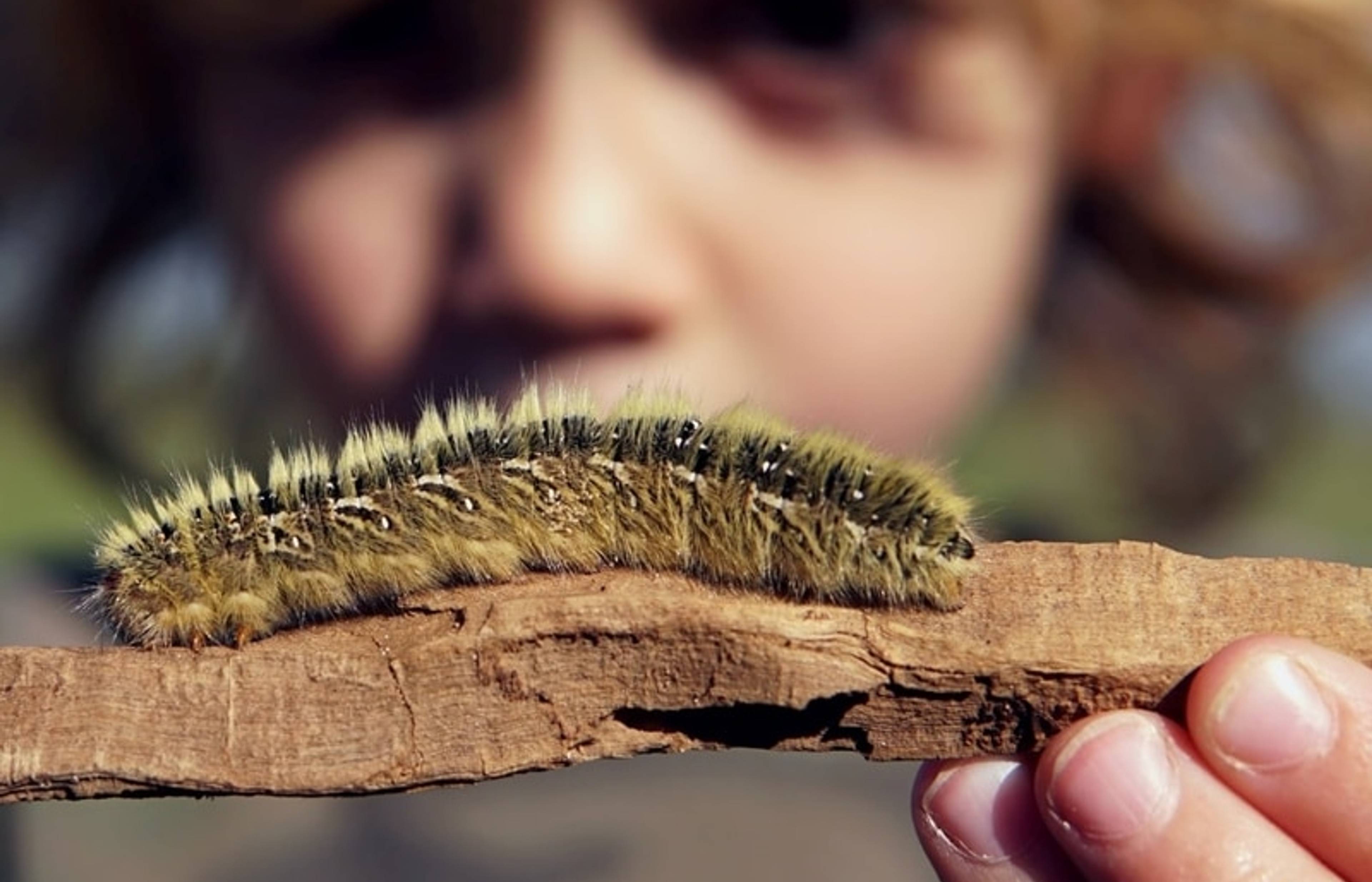 Apps to Help Children Engage with Nature