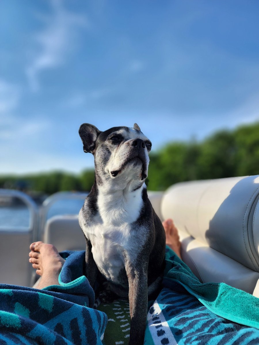 apollo on boat