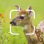TrailCam Go App Logo