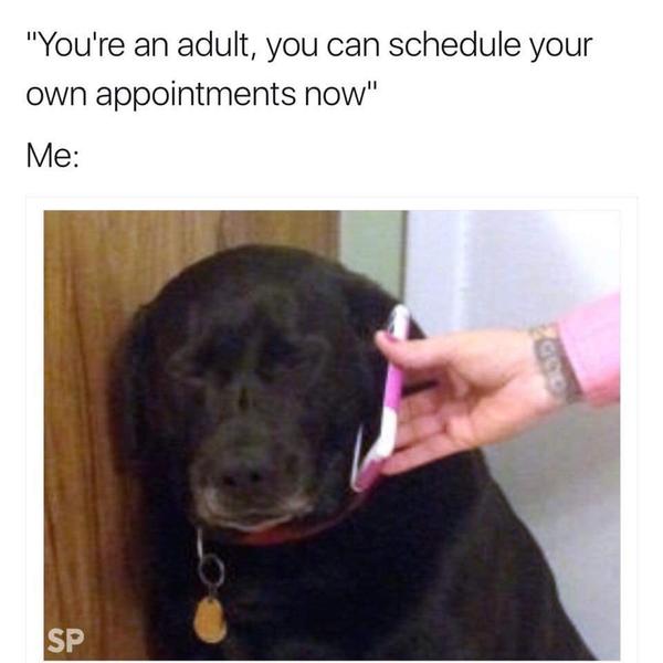 Dog meme #1
