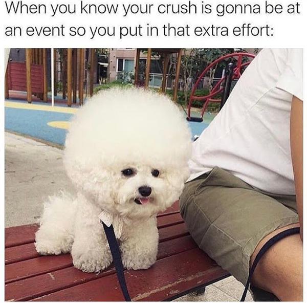 Dog meme #7