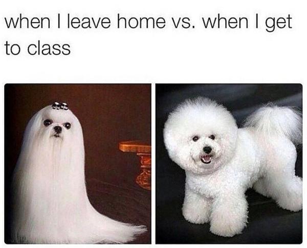 Dog meme #4