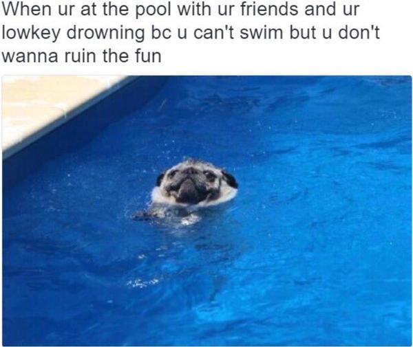 Dog meme #10