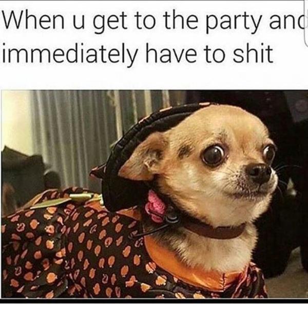 Dog meme #8