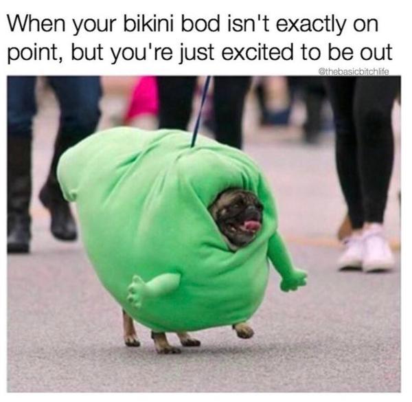 Dog meme #3