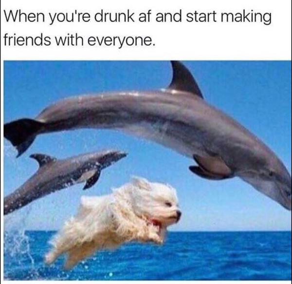 Dog meme #6