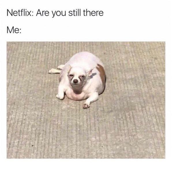 Dog meme #9