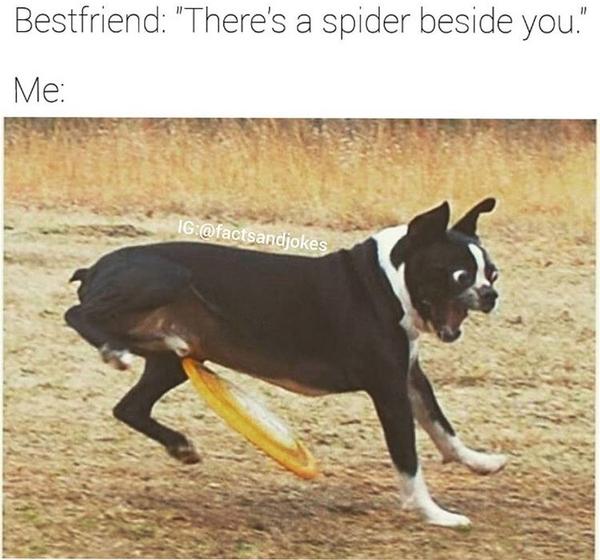 Dog meme #5