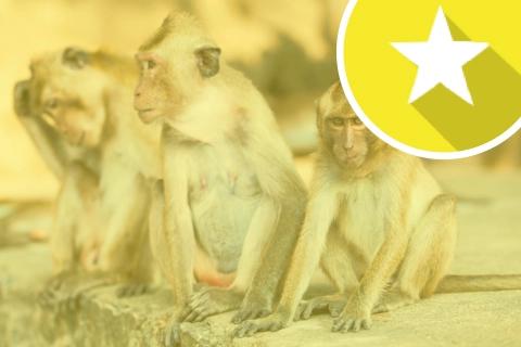 Resilience Exercise 3: Tame your monkey mind