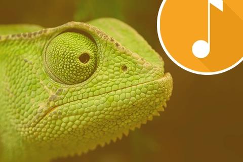 Communicate like a chameleon