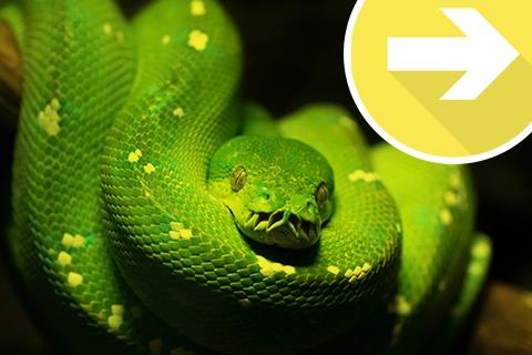 Snakes in suits