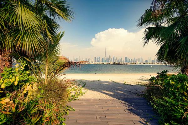 Palm Trees on Beach Shore Dubai