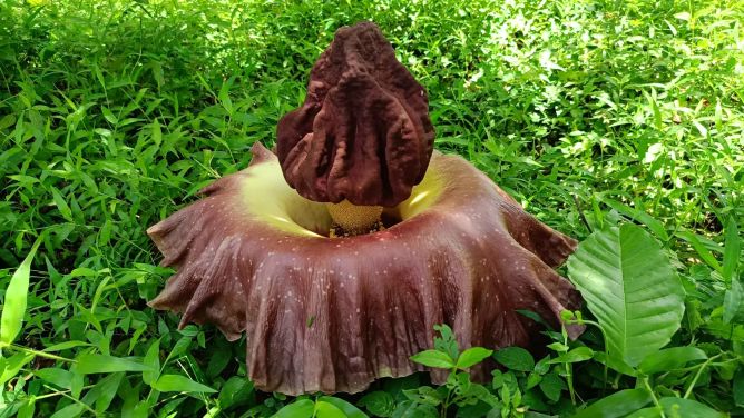 Zmijovec titánský v botanické zahradě. Zmijovec titánský v botanické zahradě.
