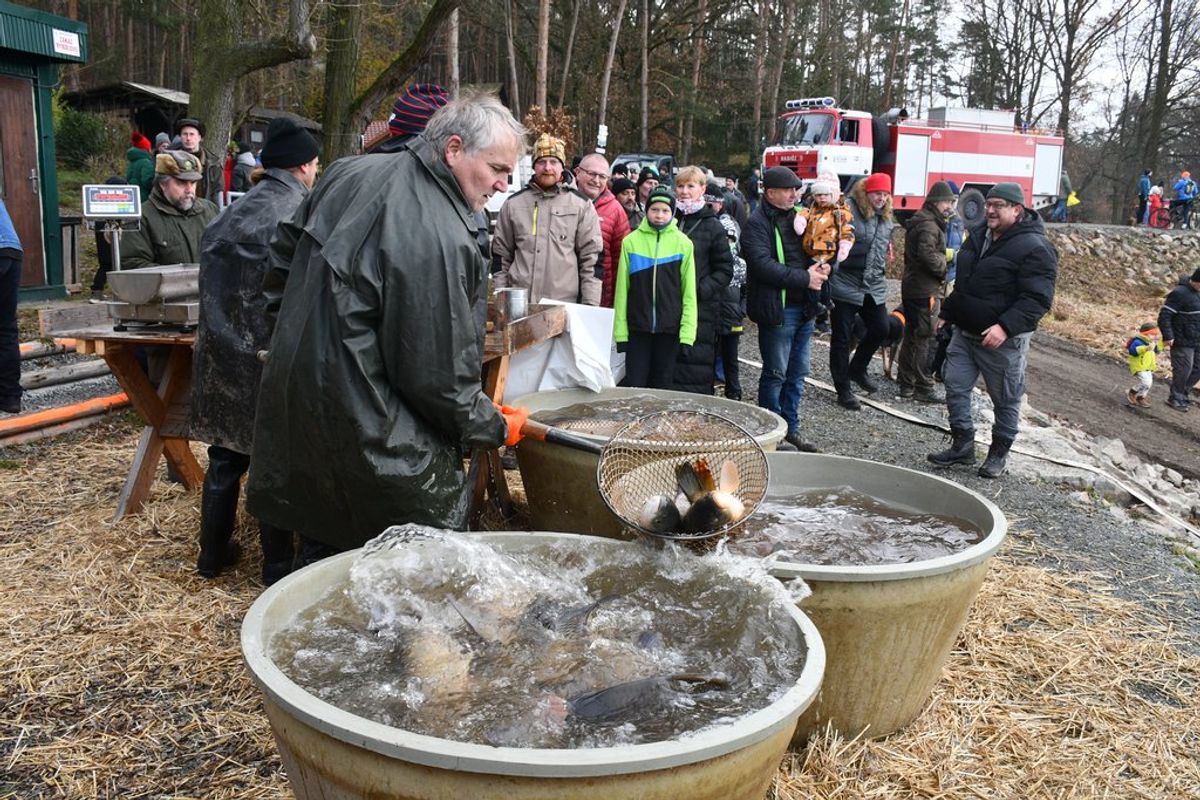 Plzeňané, pozor! Vánoční stromky z městských lesů koupíte už od čtvrtka, známe ceny i místo prodeje Plzeňané, pozor! Vánoční stromky z městských lesů koupíte už od čtvrtka, známe ceny i místo prodeje
