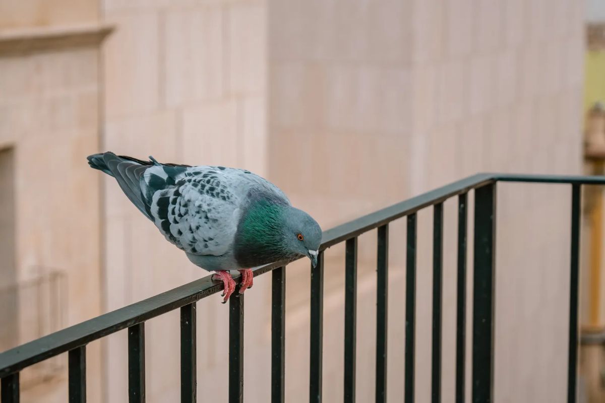 Omotal jsem zábradlí na balkoně alobalem. Problém, který mě léta přiváděl k šílenství, se rozplynul jak dým Omotal jsem zábradlí na balkoně alobalem. Problém, který mě léta přiváděl k šílenství, se rozplynul jak dým