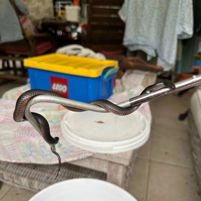 Jedná se o skutečně nebezpečeného hada. Jedná se o skutečně nebezpečeného hada.