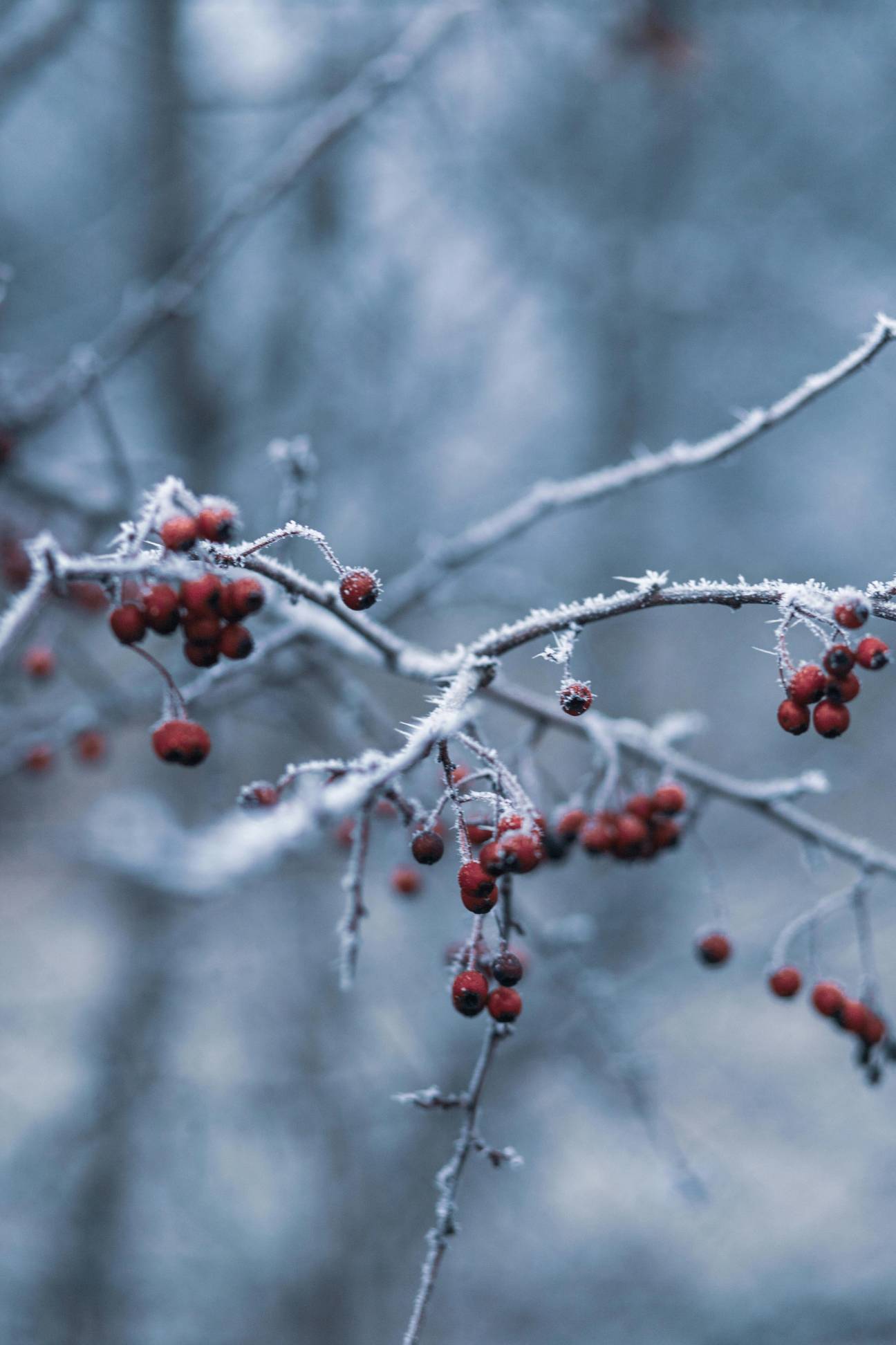 Teploty v Česku klesnou k nule, meteorologové varují před mrznoucími mlhami