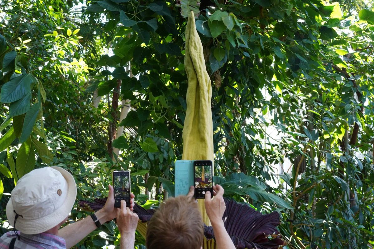 Bezkonkurenčně nejstrašnější rostlina českých zahrad. Zhyzdí každý záhon a ještě smrdí jako zkažené maso. Češi ji přesto milují  Bezkonkurenčně nejstrašnější rostlina českých zahrad. Zhyzdí každý záhon a ještě smrdí jako zkažené maso. Češi ji přesto milují