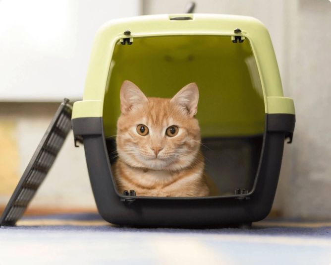 Cestování s kočkou vyžaduje čas a trpělivost Cestování s kočkou vyžaduje čas a trpělivost