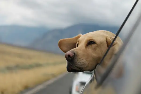 Máte doma pejska a cestujete s ním? Nepodceňujte prevenci proti parazitům, radí veterináři