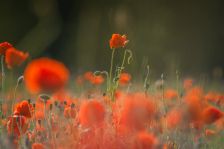 Mák má v naší kuchyni nezastupitelné místo