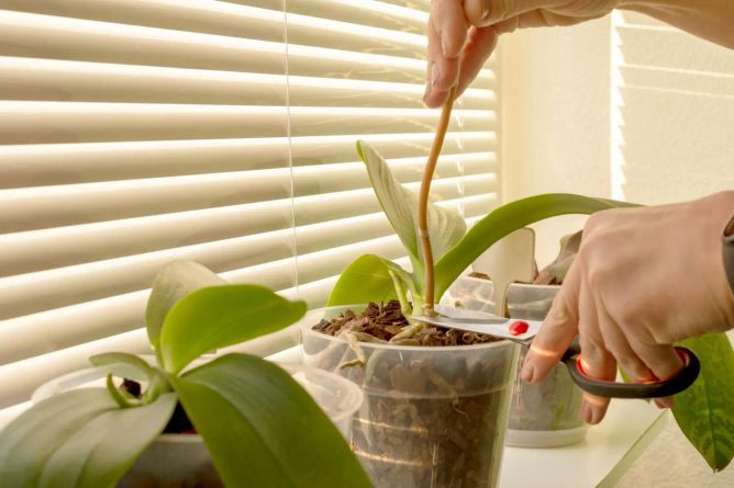 Zahradnické nůžky odstraňují suchý stonek orchideje v průhledném květináči Zahradnické nůžky odstraňují suchý stonek orchideje v průhledném květináči