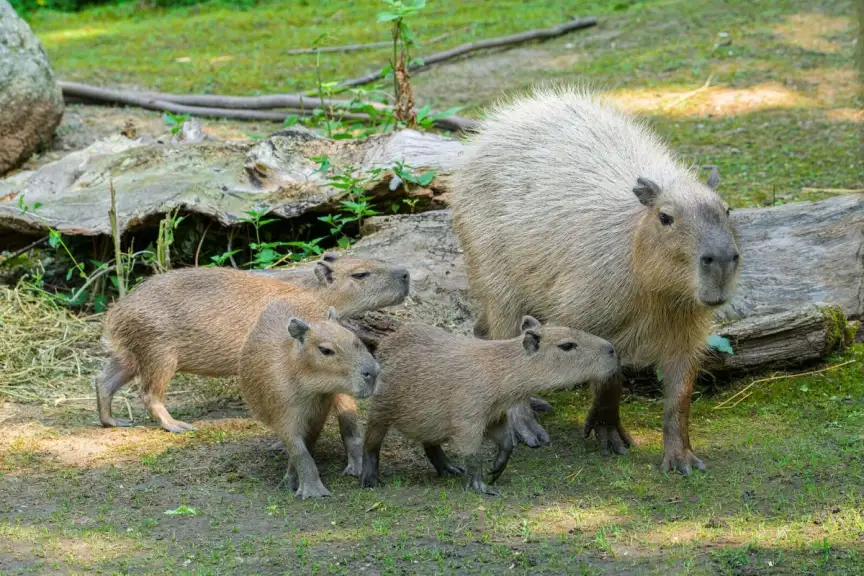 Nová mláďata zoologických zahrad v Česku boří internet. Nejen Zoo Praha hlásí zvědavé přírůstky