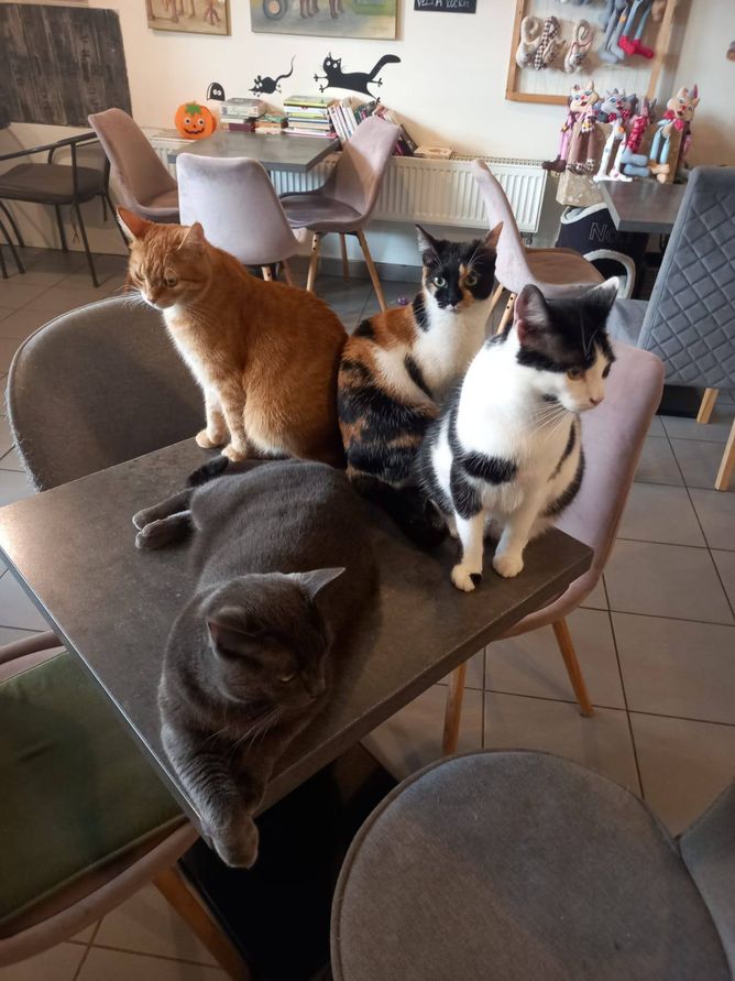 Kočíčí parta hic. Kočíčí parta hic.