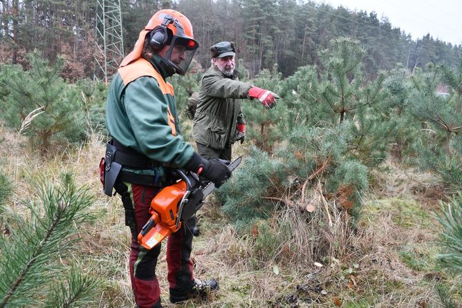 Prodej vánočních stromků v Plzni. Prodej vánočních stromků v Plzni.