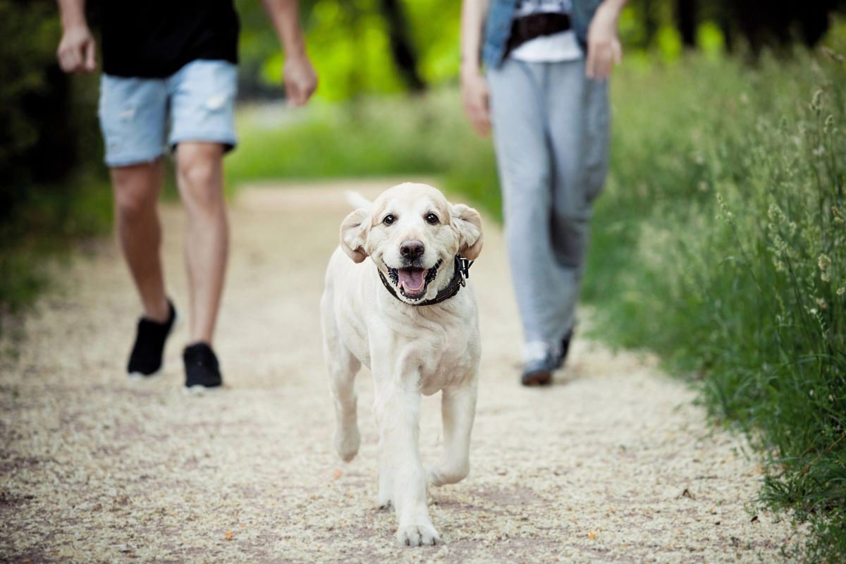 Nenápadné nebezpečí v parcích Plzně: Stačí krok a váš pes může skončit na veterině Nenápadné nebezpečí v parcích Plzně: Stačí krok a váš pes může skončit na veterině