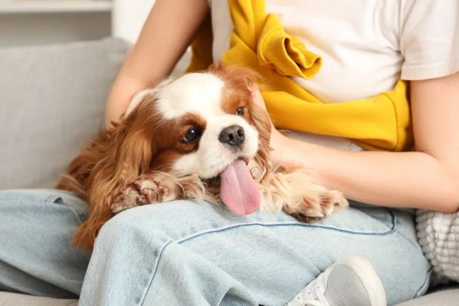 Kavalír king Charles španěl Kavalír king Charles španěl