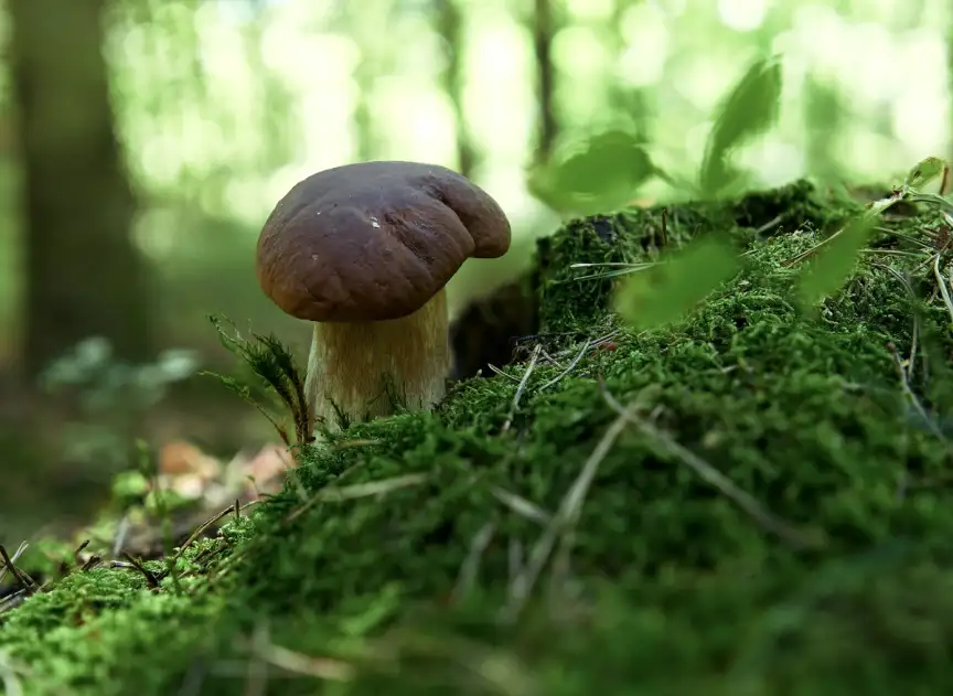 Houby rostou ve velkém. Tato mapa ukazuje, kde se dá nasbírat několik kilo