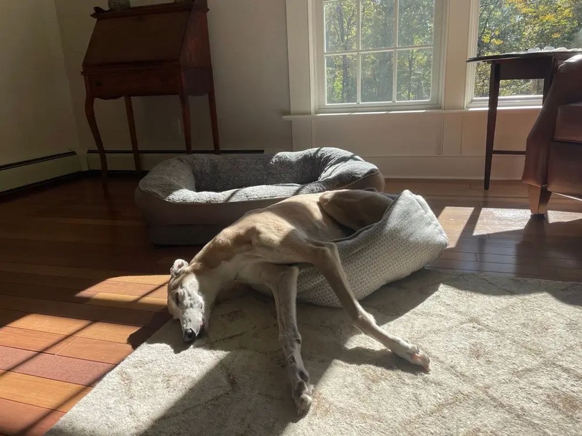 Psi, kteří neštěkají a někoušou: Seznam plemen, co jsou tak hodná, že to snad ani nejsou psi Psi, kteří neštěkají a někoušou: Seznam plemen, co jsou tak hodná, že to snad ani nejsou psi